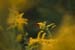 <i>Solidago altissima</i>, Weldon Springs NA, Mo., c. 2007-09 (Canon 10D, ISO: 100, 465mm, 1/102 at F5.7)