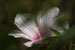 <i>Hibiscus lasiocarpus</i>, Shaw Arboretum, Mo., c. 2004-07 (Canon 10D, ISO: 100, 465mm, 1/1290 at F5.7)