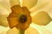 <i>Narcissus pseudonarcissus</i>, Shaw Arboretum, Mo., c. 2004-04 (Canon 10D, ISO: 100, 78mm, 1/939 at F2.5)