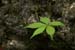 <i>Parthenocissus quinquefolia</i>, Valley View Glade NA, Mo., c. 2008-05 (Canon 10D, ISO: 200, 465mm, 1/45 at F11.3)