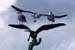Gulls on Statue of Gulls, Galveston, Tx., c. 2006-05 (Canon 10D, ISO: 400, 248mm, 1/1448 at F14.3)