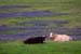 Cows in Bluebonnets, Texas Hill Country, c. 2007-03 (Canon 10D, ISO: 200, 465mm, 1/645 at F5.7)