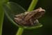 Tiny Frog on Leaf, Killingworth, Ct., c. 2007-09 (Canon 10D, ISO: 200, 465mm, 1/54 at F5.7)